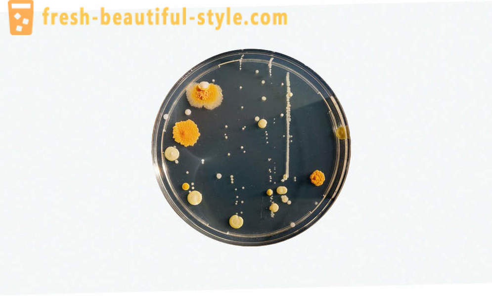 5 equívocos comuns sobre bactérias