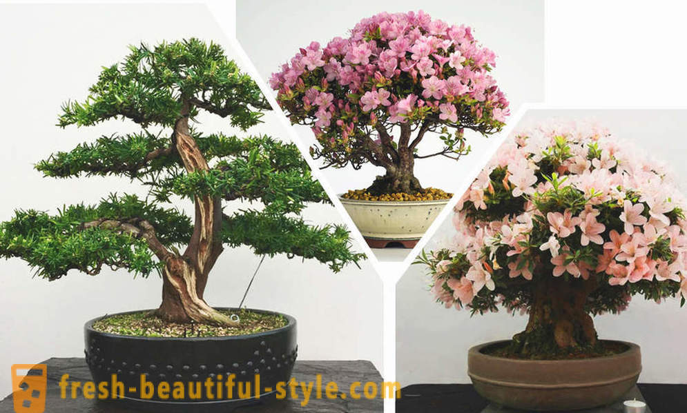 Simplificar, eis bonsai: as regras do estilo oriental no interior