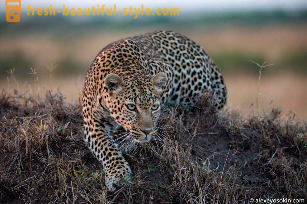 Caça leopardo