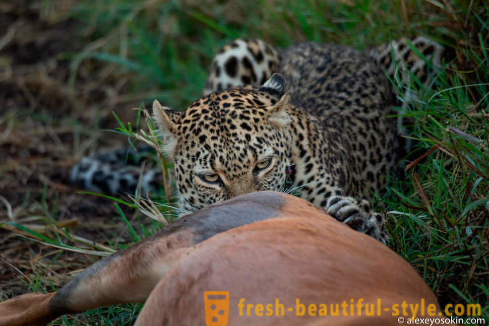 Caça leopardo