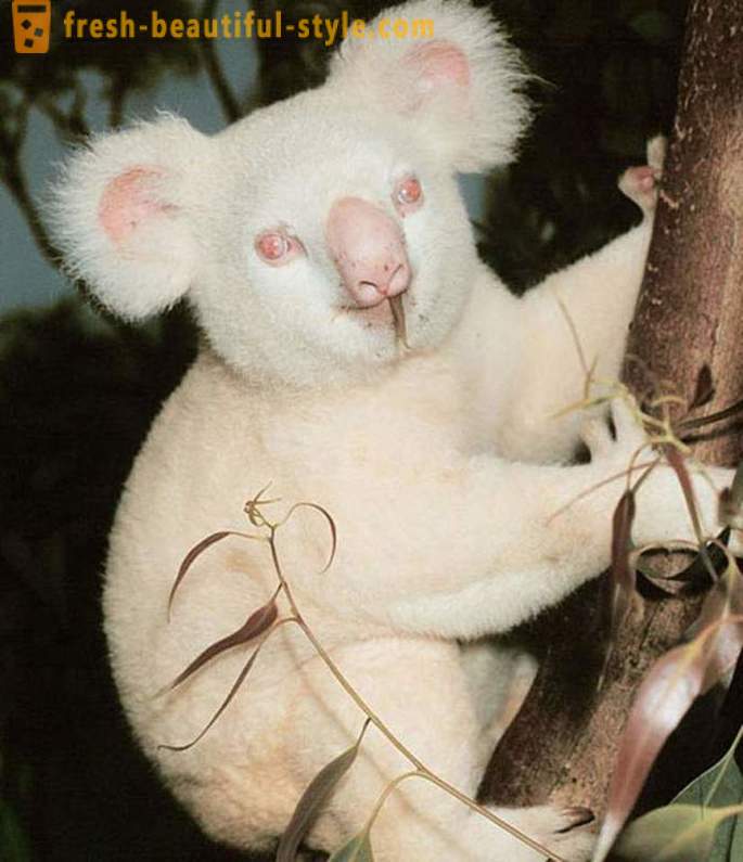 Animais albinos
