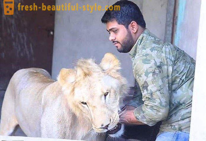 Dois irmãos do Paquistão trouxe um leão chamado Simba