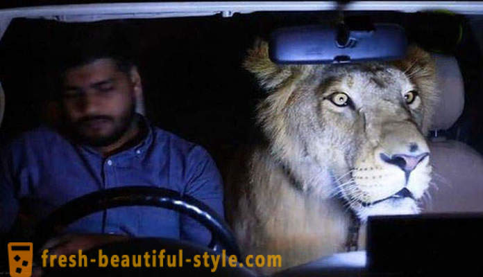 Dois irmãos do Paquistão trouxe um leão chamado Simba