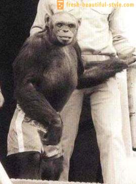 Nos Estados Unidos há 100 anos, cruzou o humano eo chimpanzé