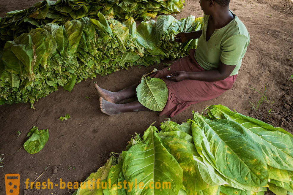 Plantação de tabaco do Malawi