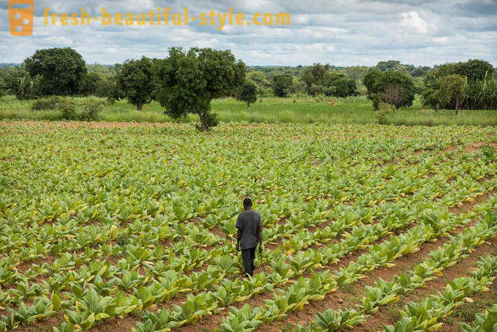 Plantação de tabaco do Malawi