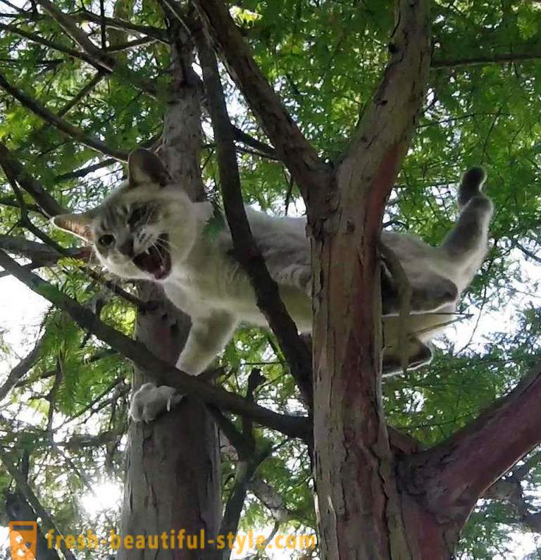 Aposentados americanos, árvores de escalada, resgata gatos
