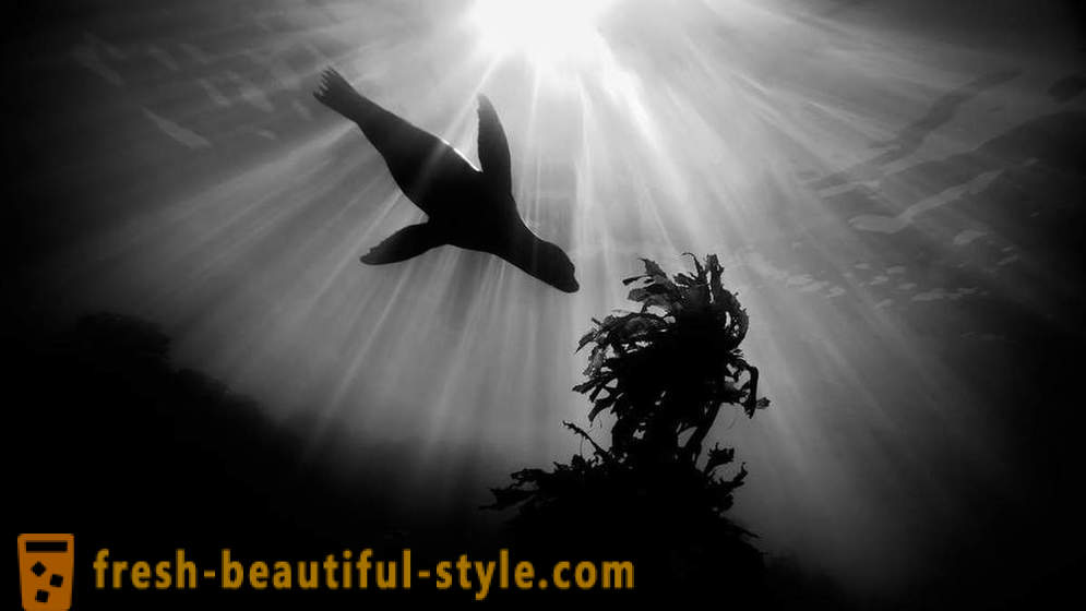 Imagens incríveis de vencedores do concurso fotografia subaquática