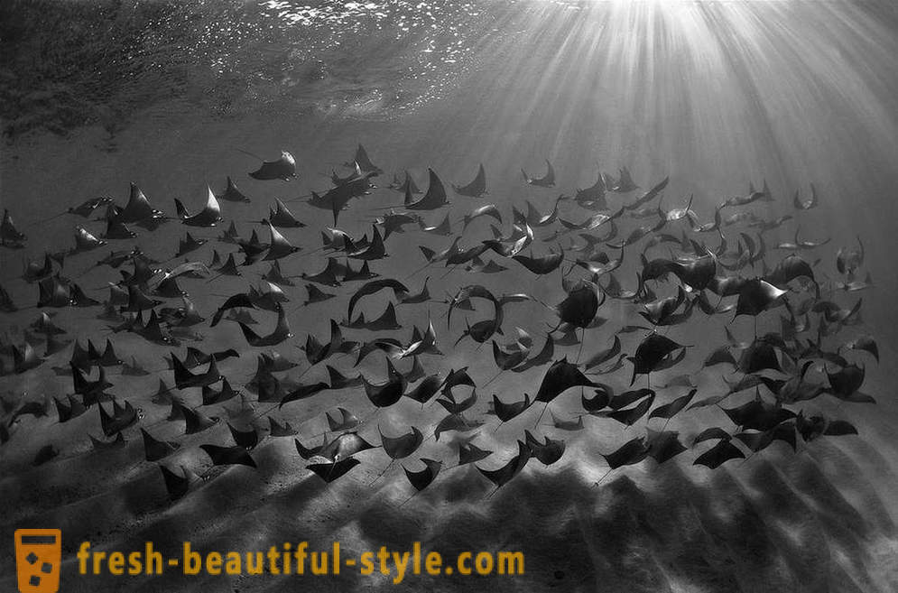 Imagens incríveis de vencedores do concurso fotografia subaquática