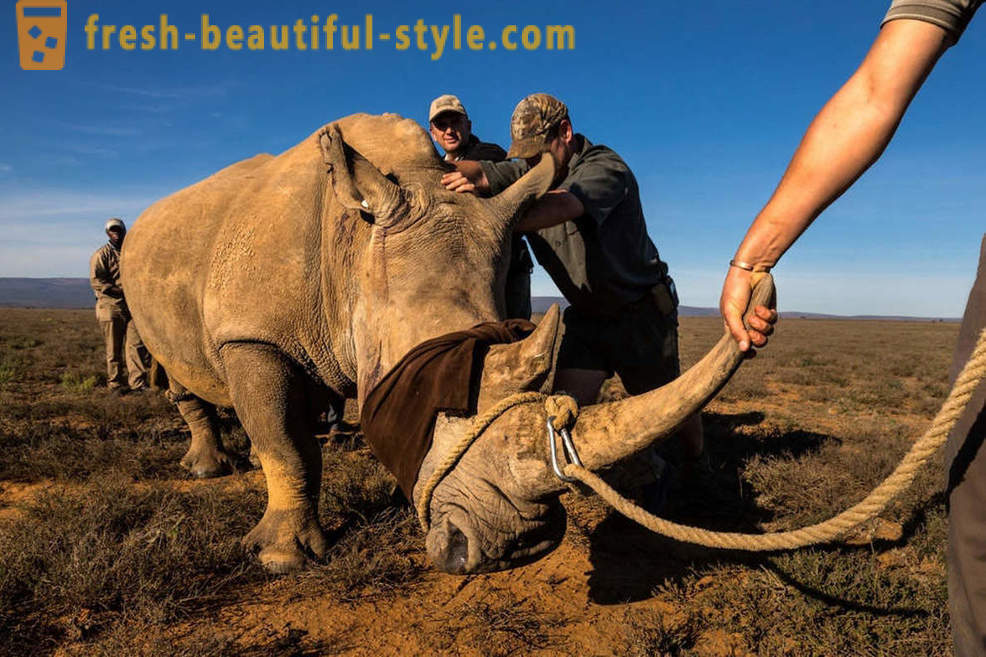 Fotorassledovanie: A busca por chifre de rinoceronte