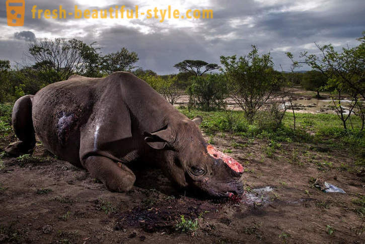 Fotorassledovanie: A busca por chifre de rinoceronte
