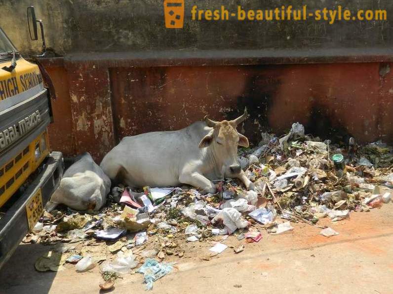 Vacas perdidas - um dos problemas da Índia