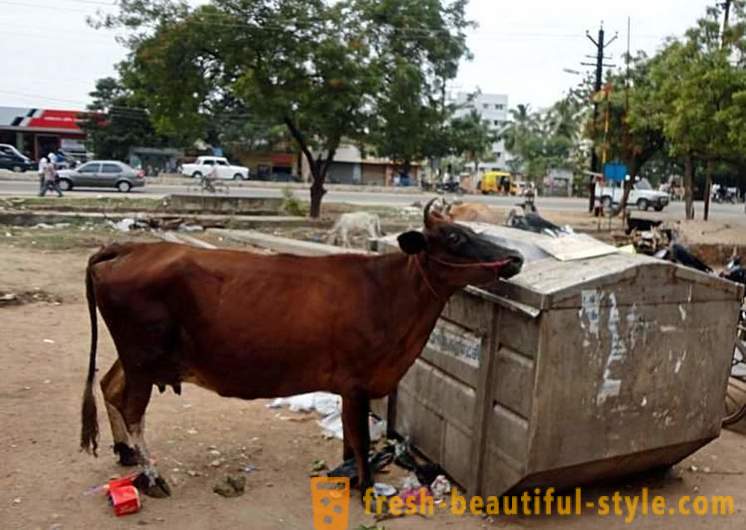 Vacas perdidas - um dos problemas da Índia