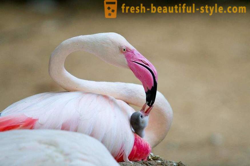Flamingo - algumas das mais antigas espécies de aves