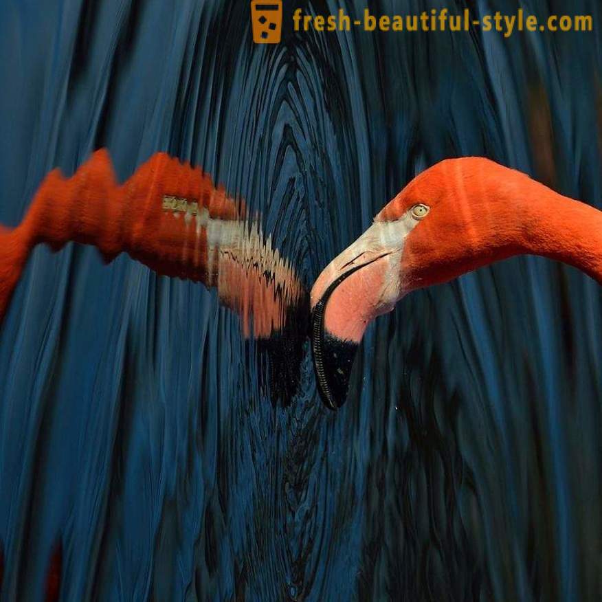 Flamingo - algumas das mais antigas espécies de aves