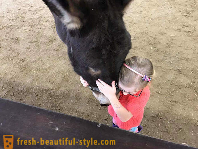 Terapia animal: uma menina mudo começou a falar através de um burro
