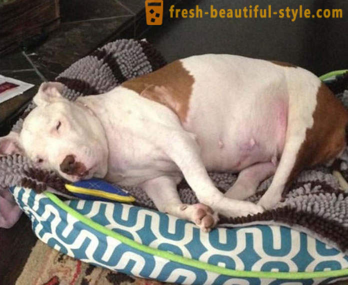 Morrer pit bull: uma história triste com um final feliz