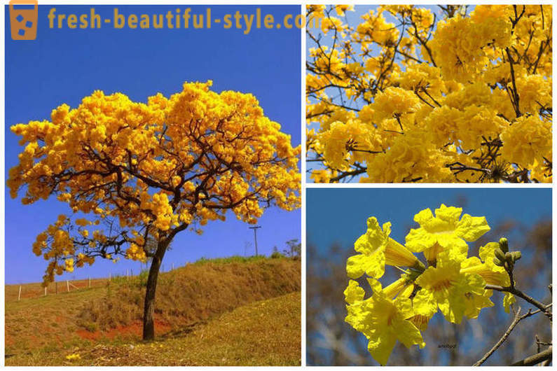 Floração eucalipto e outras maravilhas naturais