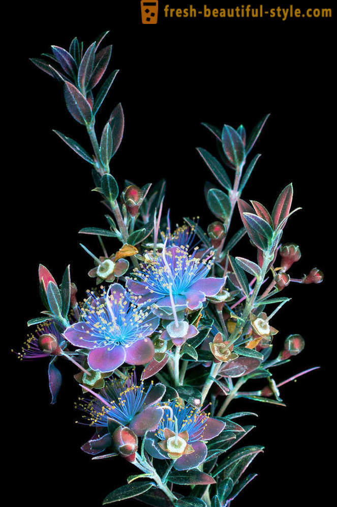 Fotografias deslumbrantes de flores, iluminado com luz ultravioleta