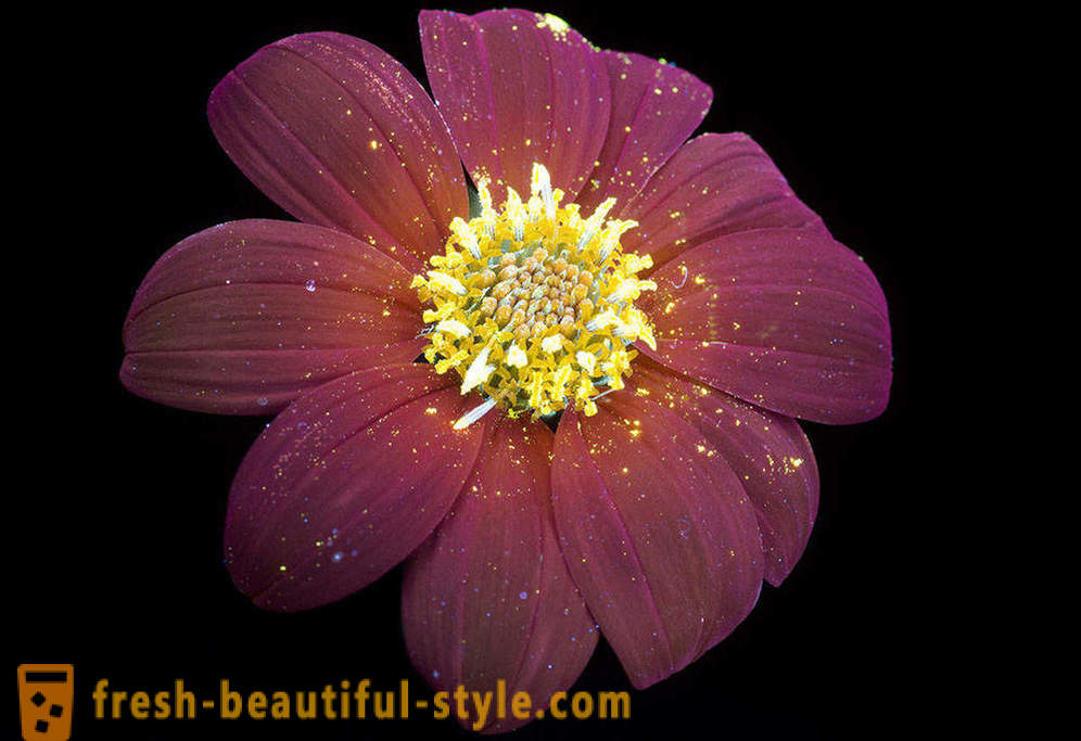 Fotografias deslumbrantes de flores, iluminado com luz ultravioleta