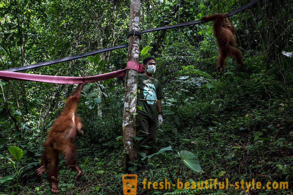 Orangotangos na Indonésia