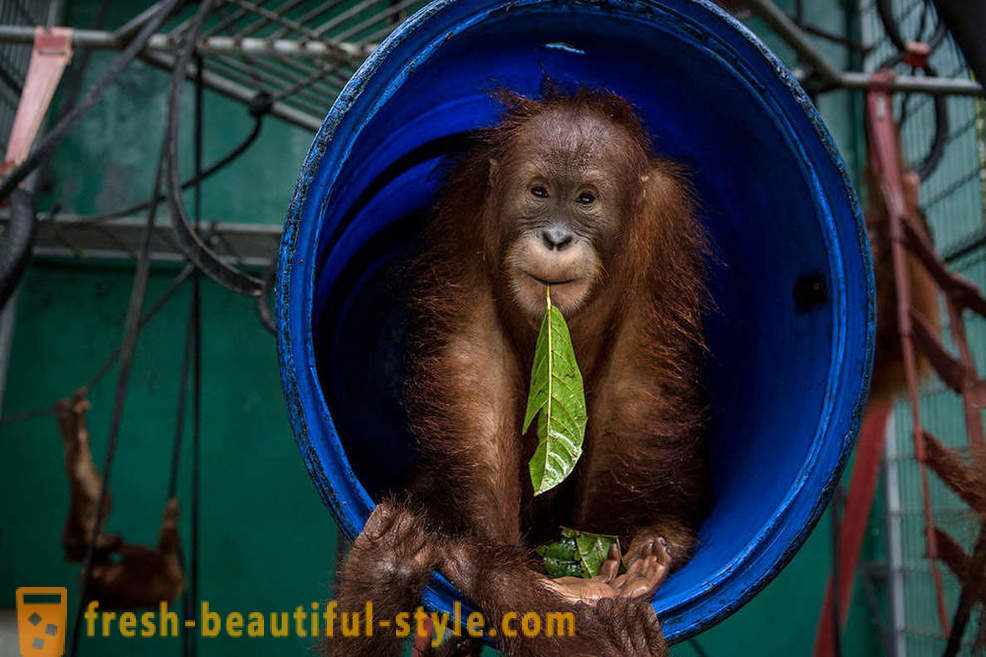 Orangotangos na Indonésia