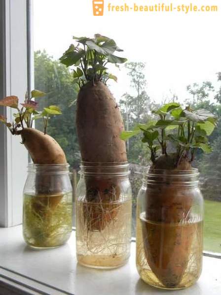 15 culturas vegetais que podem ser cultivadas em uma janela em casa