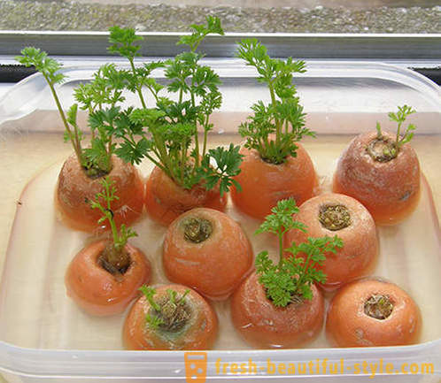 15 culturas vegetais que podem ser cultivadas em uma janela em casa