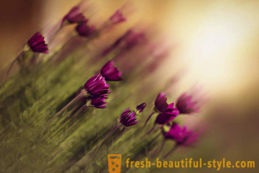A beleza das flores em macro fotografia. Imagens bonitas de flores.