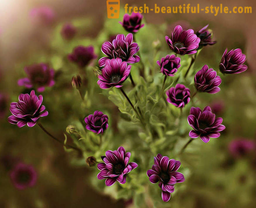 A beleza das flores em macro fotografia. Imagens bonitas de flores.
