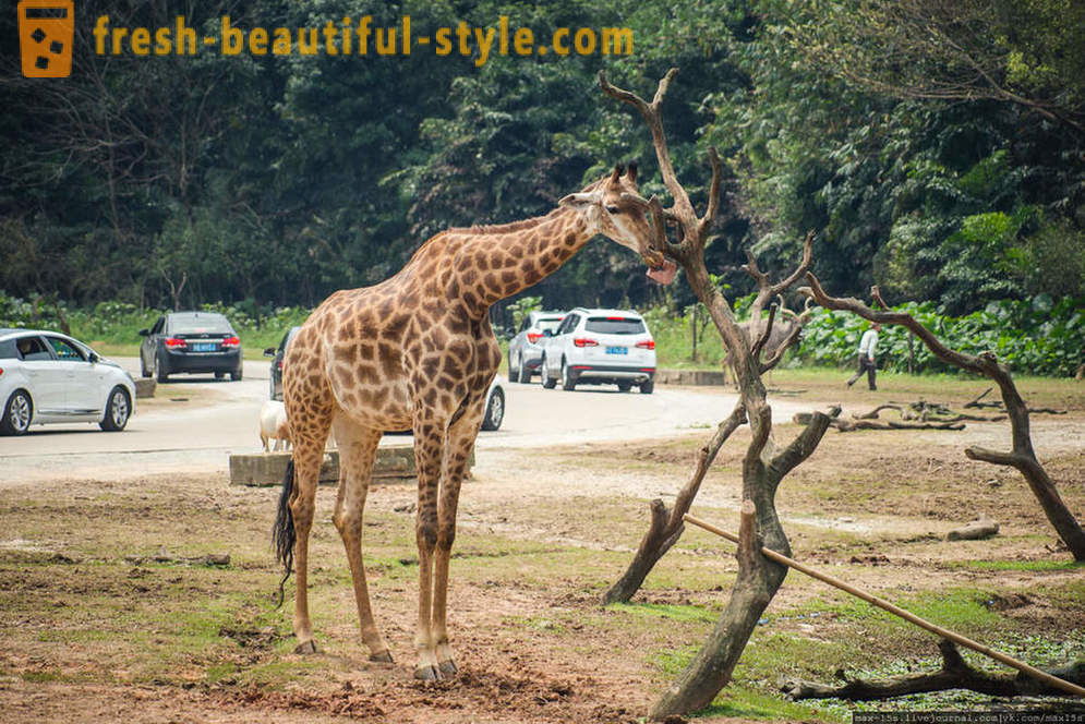 China, Guangzhou: Chimelong Safari Park (Parte 1)