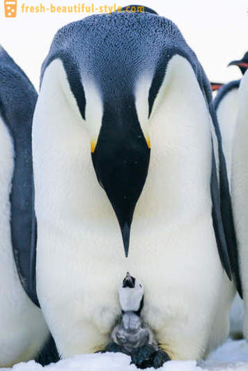 Como masculinos Imperador pinguins cuidar de sua prole