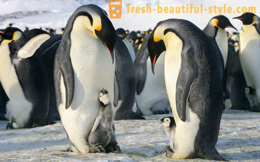 Como masculinos Imperador pinguins cuidar de sua prole