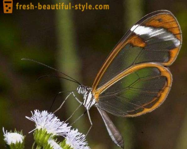 Sesiidae borboleta incrível