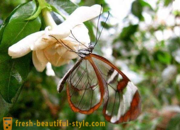 Sesiidae borboleta incrível