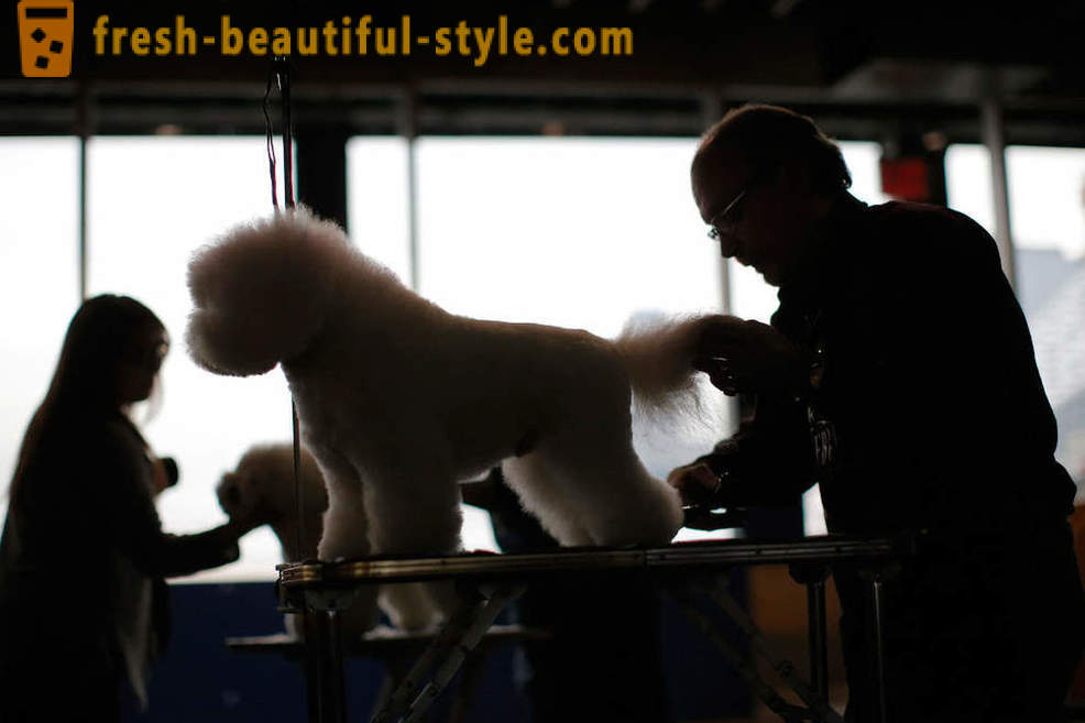 Dog Show Westminster Kennel Club 2016