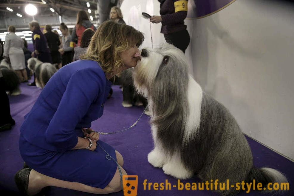 Dog Show Westminster Kennel Club 2016