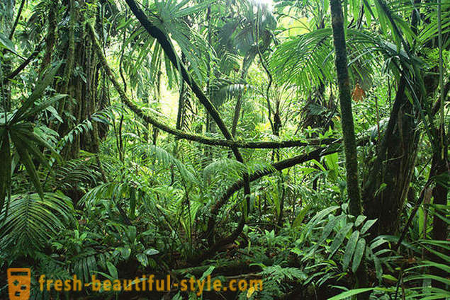 Amazon - maravilha natural do mundo