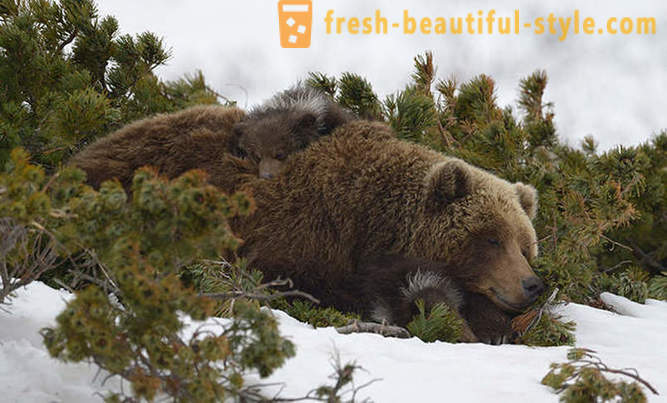 Ou não pode ser exclusivo para o filme russo sobre a família do urso?