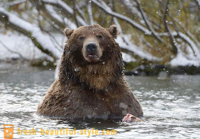 Ou não pode ser exclusivo para o filme russo sobre a família do urso?