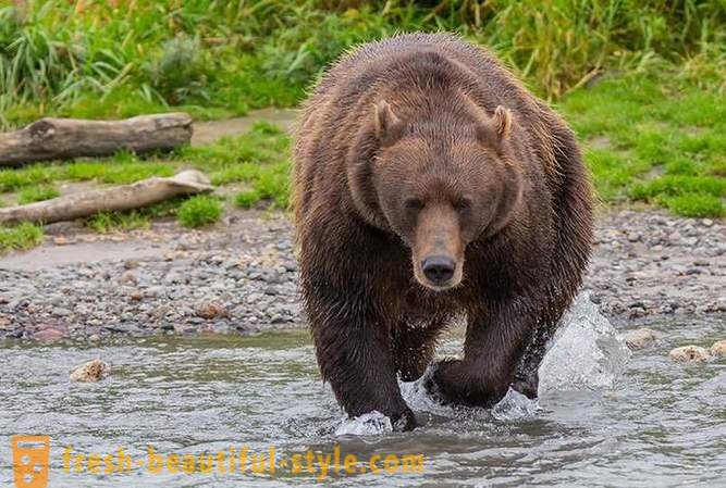 Primordial Kamchatka: ursos Terra