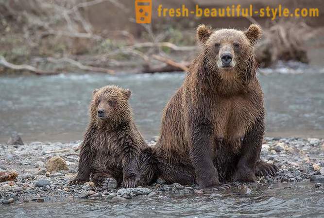 Primordial Kamchatka: ursos Terra