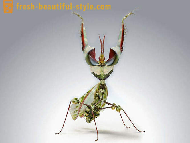 10 dos mais terríveis besouros planeta