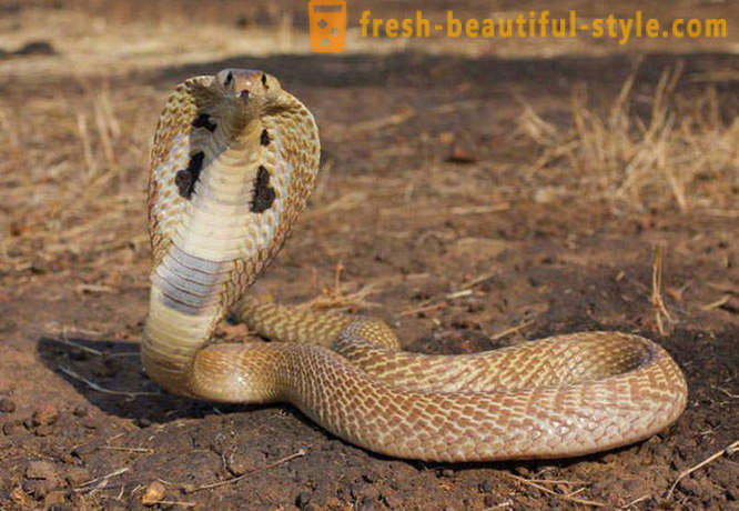 As cobras mais perigosas do mundo