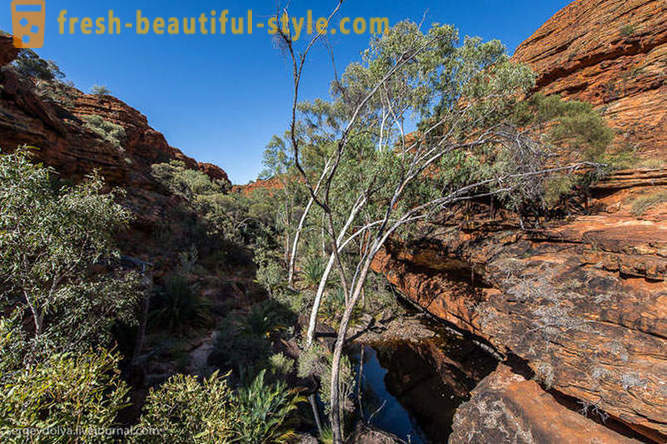 Caminhe pelo Kings Canyon na Austrália