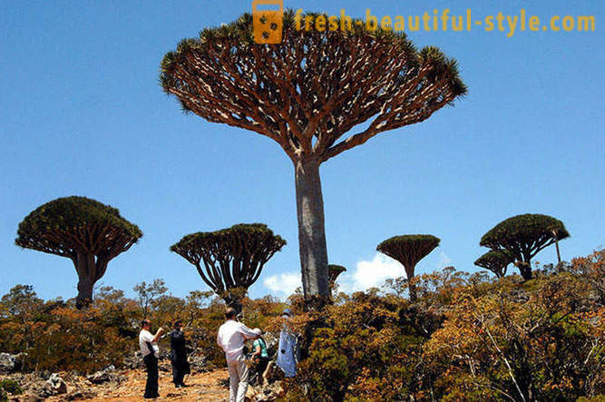 Viajar para a ilha de Socotra