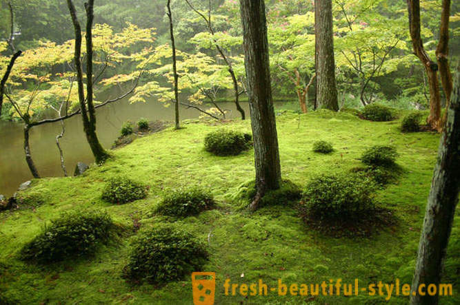 Jardim Moss no Japão
