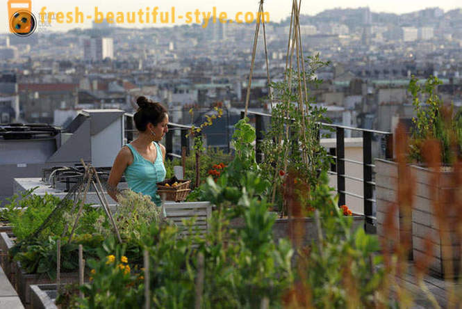 Belos jardins nos telhados de casas