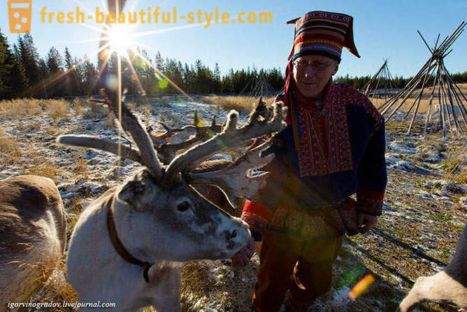 Em busca do Papai Noel na rena husky siberiano