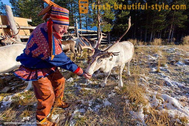 Em busca do Papai Noel na rena husky siberiano